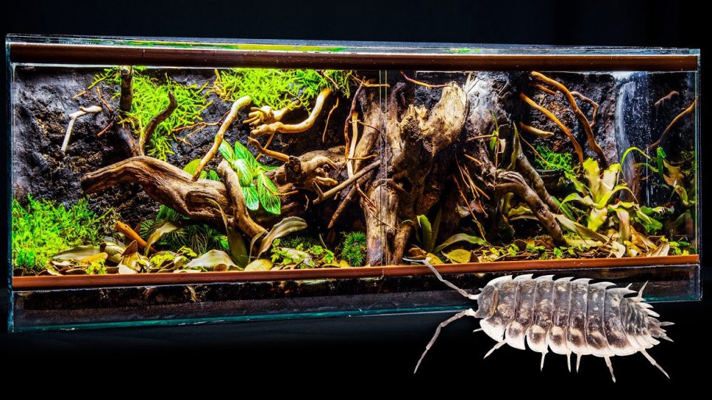 Vibrant Isopod Species Add Striking Visual Interest Inside Naturalistic ...